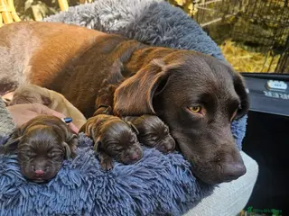 Cockerdor dogs Cockerdor Puppies - Advert 1