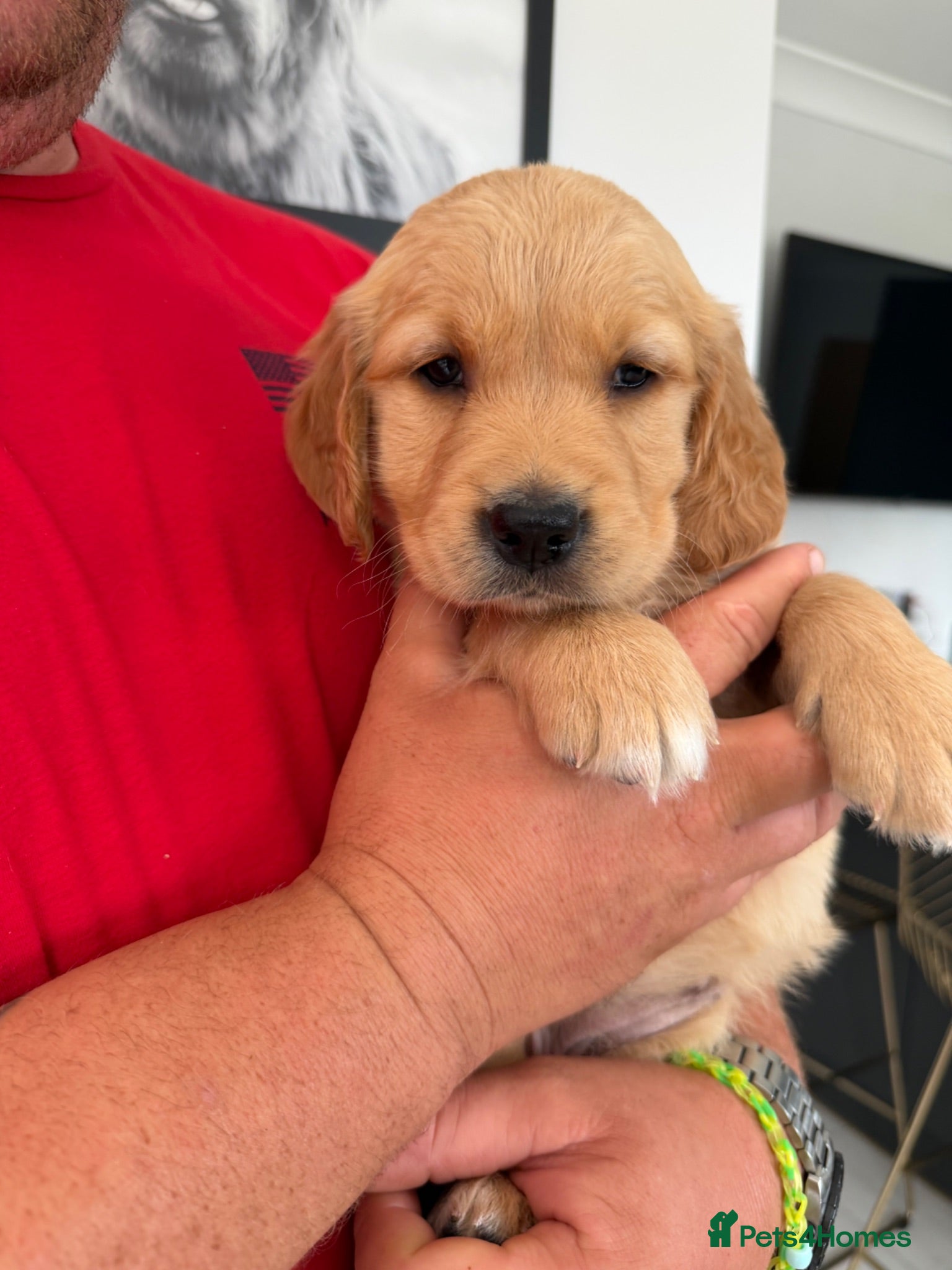 Golden Retriever dogs Golden Retriever puppies.  - Advert 18