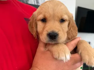 Golden Retriever dogs Golden Retriever puppies. - Advert 18