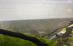 Tetras fish for sale: 10 Neon Tetras For Sale in Leeds - Image 4