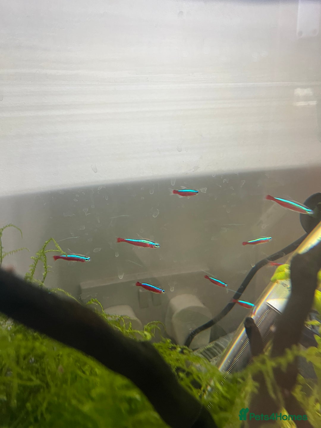 Tetras fish for sale: 10 Neon Tetras For Sale in Leeds - Image 4