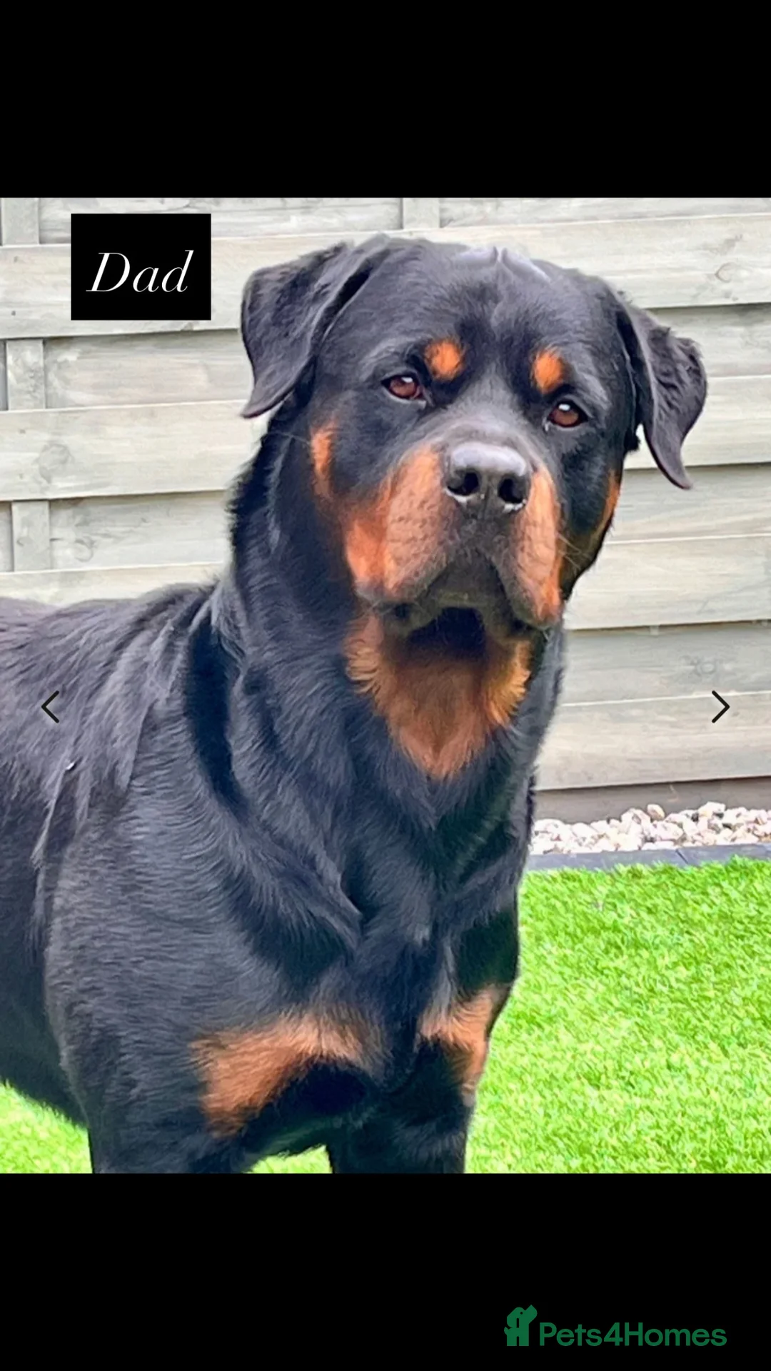 Rottweiler dogs for sale: 4 stunning Rottweiler pups available  - Advert 17