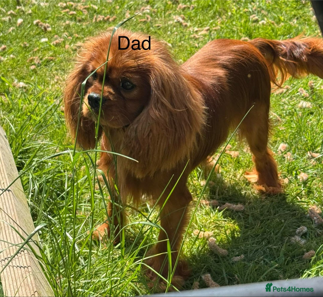 Cavapoochon dogs for sale: ✨Ruby & Blenheim Cavapoochons ❤️🐾 - Image 25