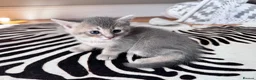 Mixed Breed cats for sale: Beautiful British Shorthair Cross Kittens - Advert 9