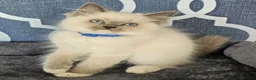 Ragdoll cats for sale: 5⭐️ Council licence held. GCCF reg kittens  - Advert 3