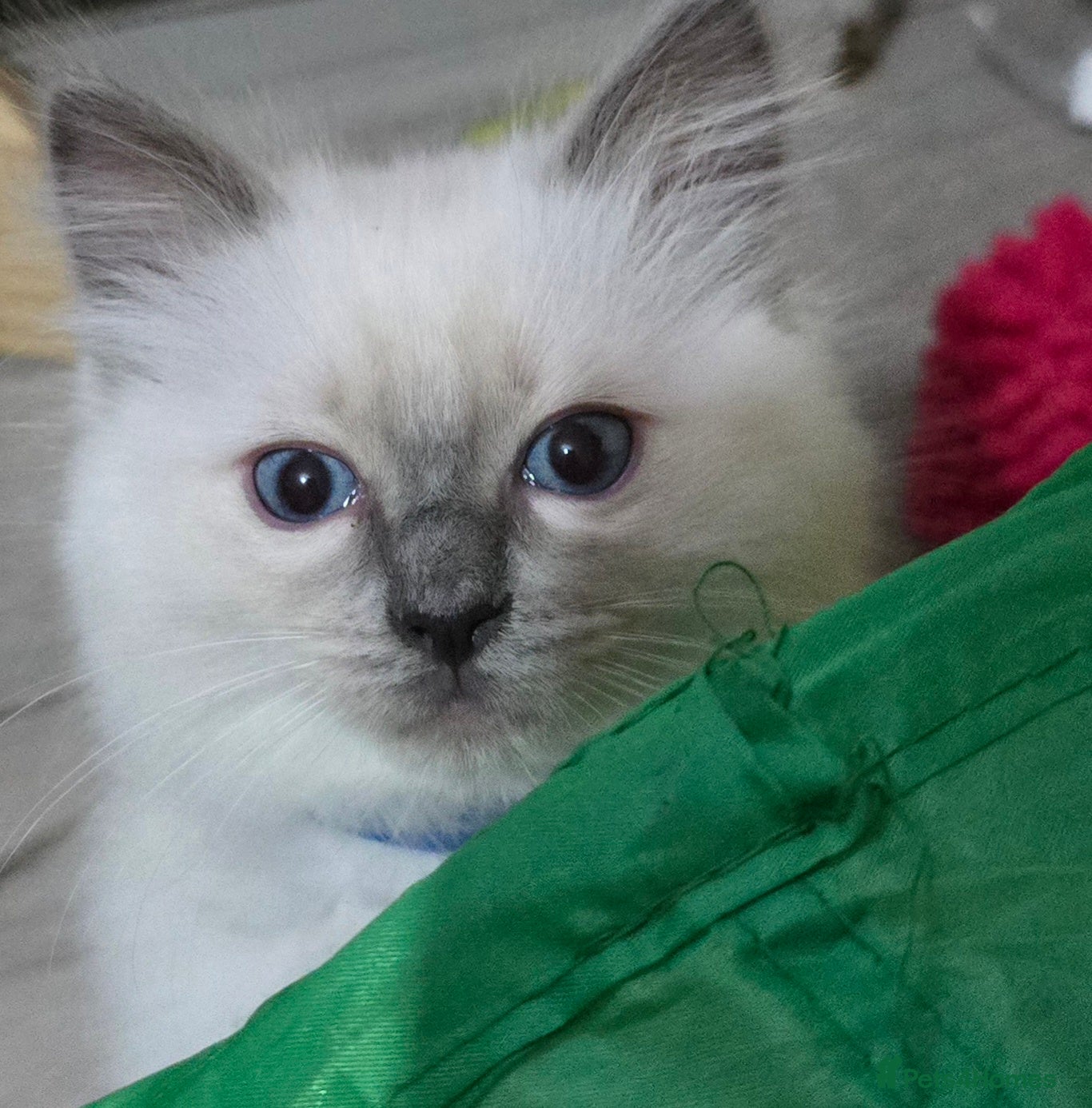 Ragdoll cats Beautiful pure Ragdoll kittens  - Advert 2