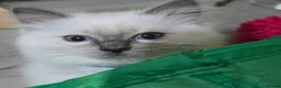 Ragdoll cats for sale: 1 Girl and 1 Boy left pure Ragdoll kittens  - Advert 33