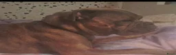 Old Tyme Bulldog dogs for sale: 5 absolute stunning old tyme bull dogs - Advert 9