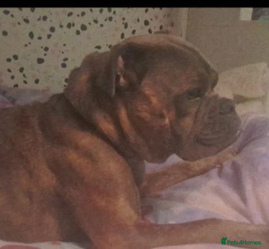 Old Tyme Bulldog dogs for sale: 5 absolute stunning old tyme bull dogs - Advert 9