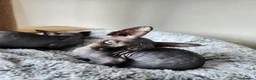 Sphynx cats for sale: Have 3 beautiful Canadian Sphynx - Advert 7