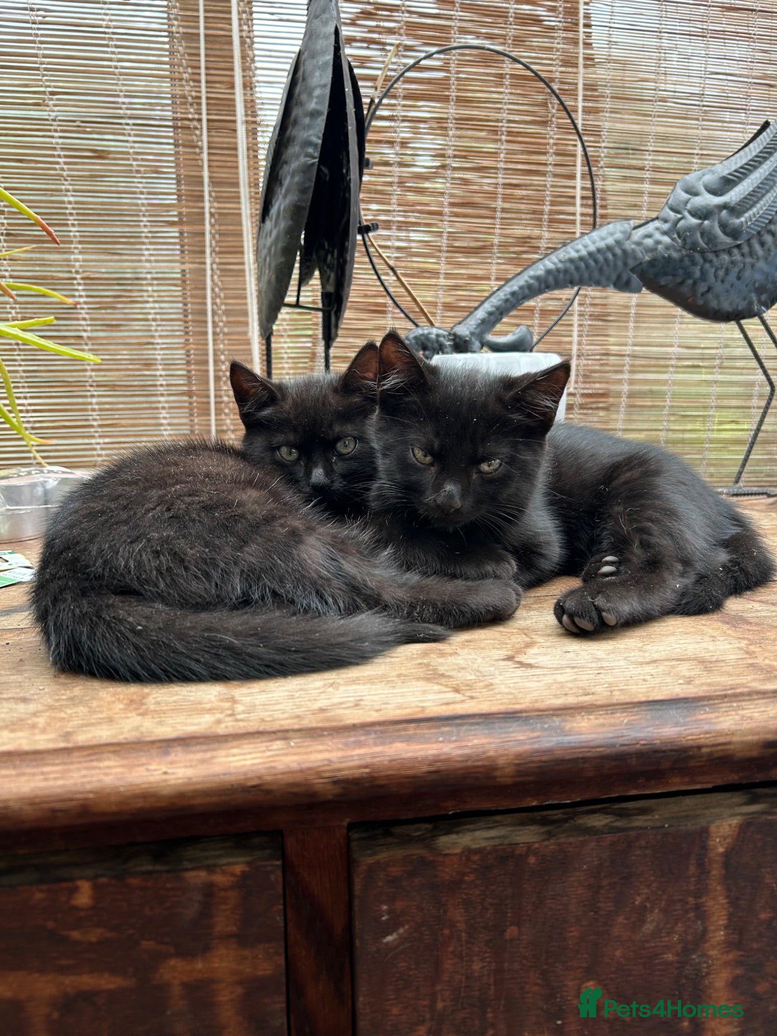 Mixed Breed cats Two black kittens 9 weeks  - Advert 1