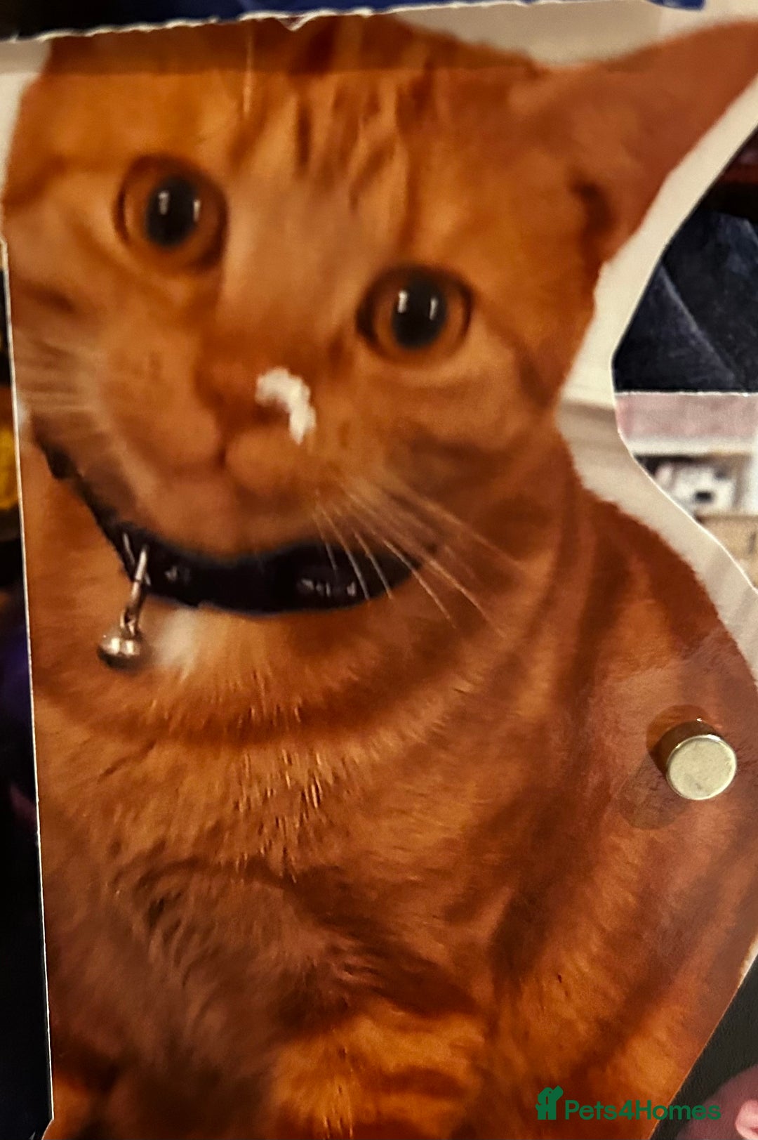 British Shorthair cats for sale: Mother of 2 Kittens Available to buy - Advert 25