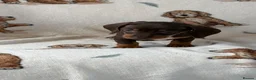 Dachshund dogs for sale: Dachshund puppies for sale  in Basildon - Advert 3