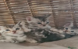 Bengal cats for sale: Full pedigree bengal kittens - Image 4