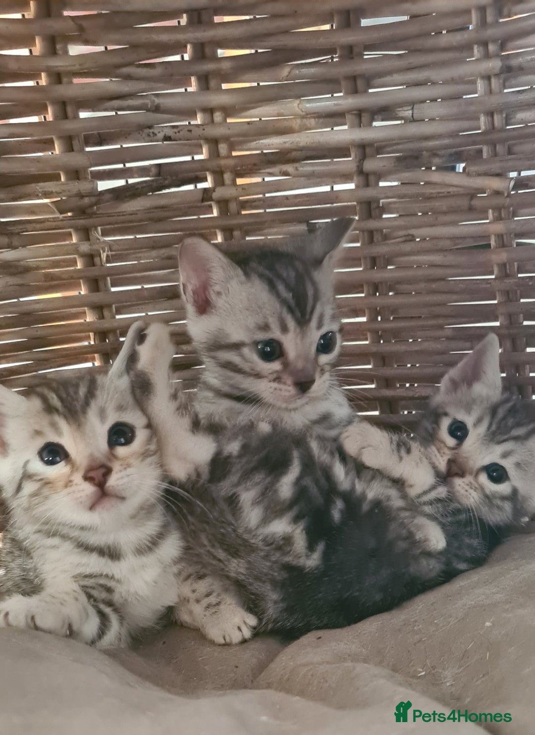 Bengal cats for sale: Full pedigree bengal kittens - Image 4