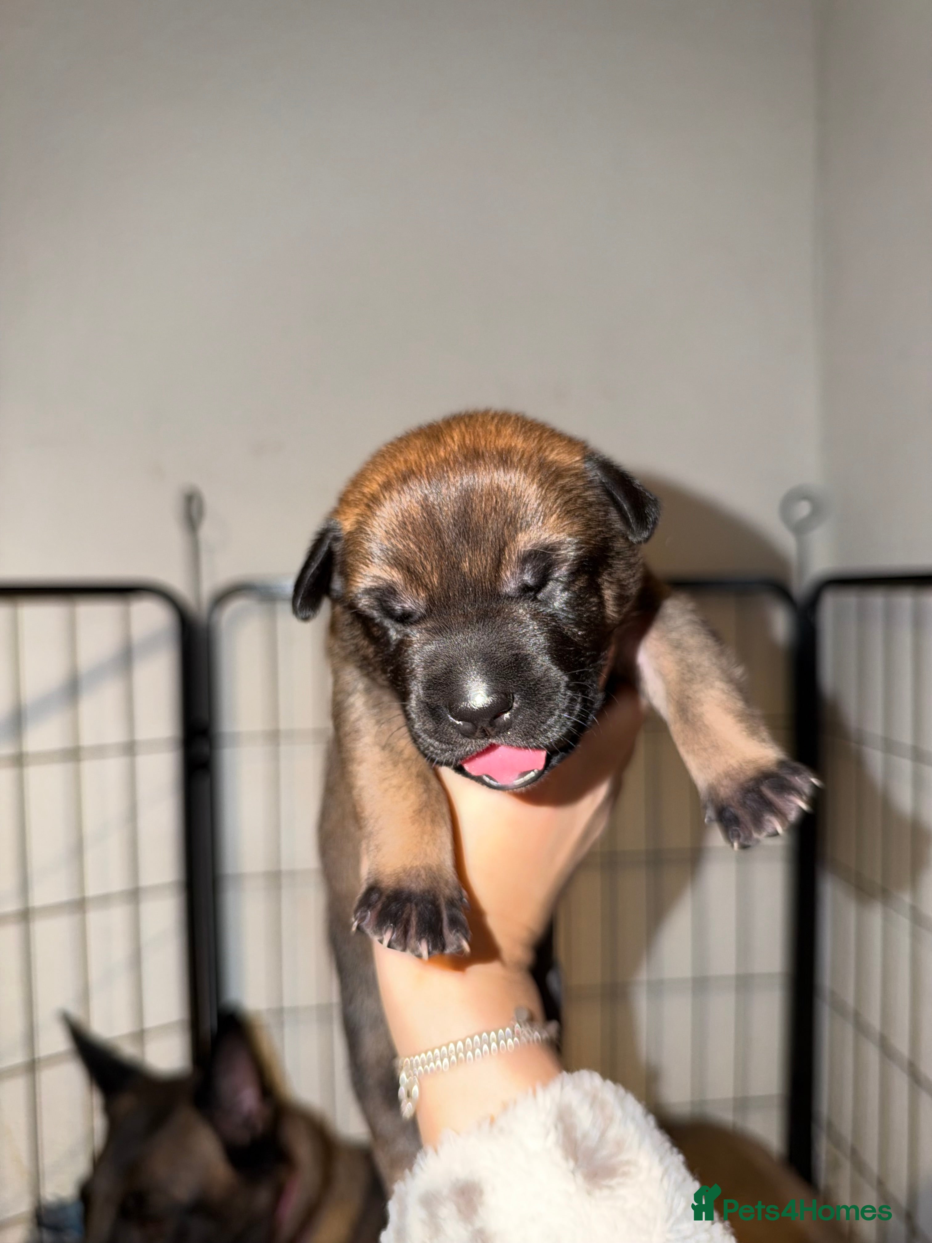 Belgian Shepherd Dog dogs for sale: Health tested dark stable but able Malinois  - Advert 2