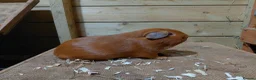 Guinea Pig rodents for sale: Baby guinea-pigs  - Advert 6