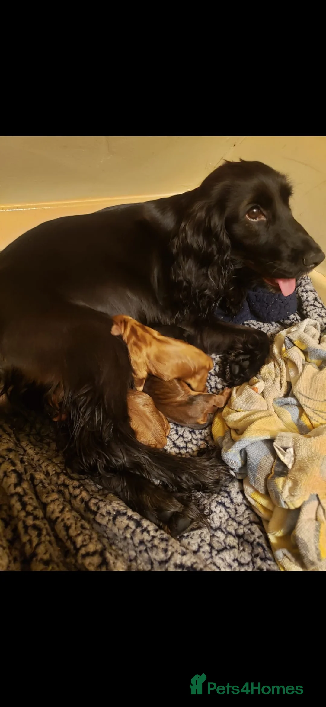 Cocker Spaniel dogs for sale: Beautiful cocker spaniel  in Stockport - Advert 1