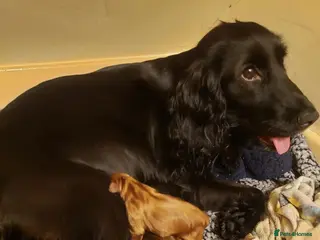 Cocker Spaniel dogs Beautiful cocker spaniel - Advert 1