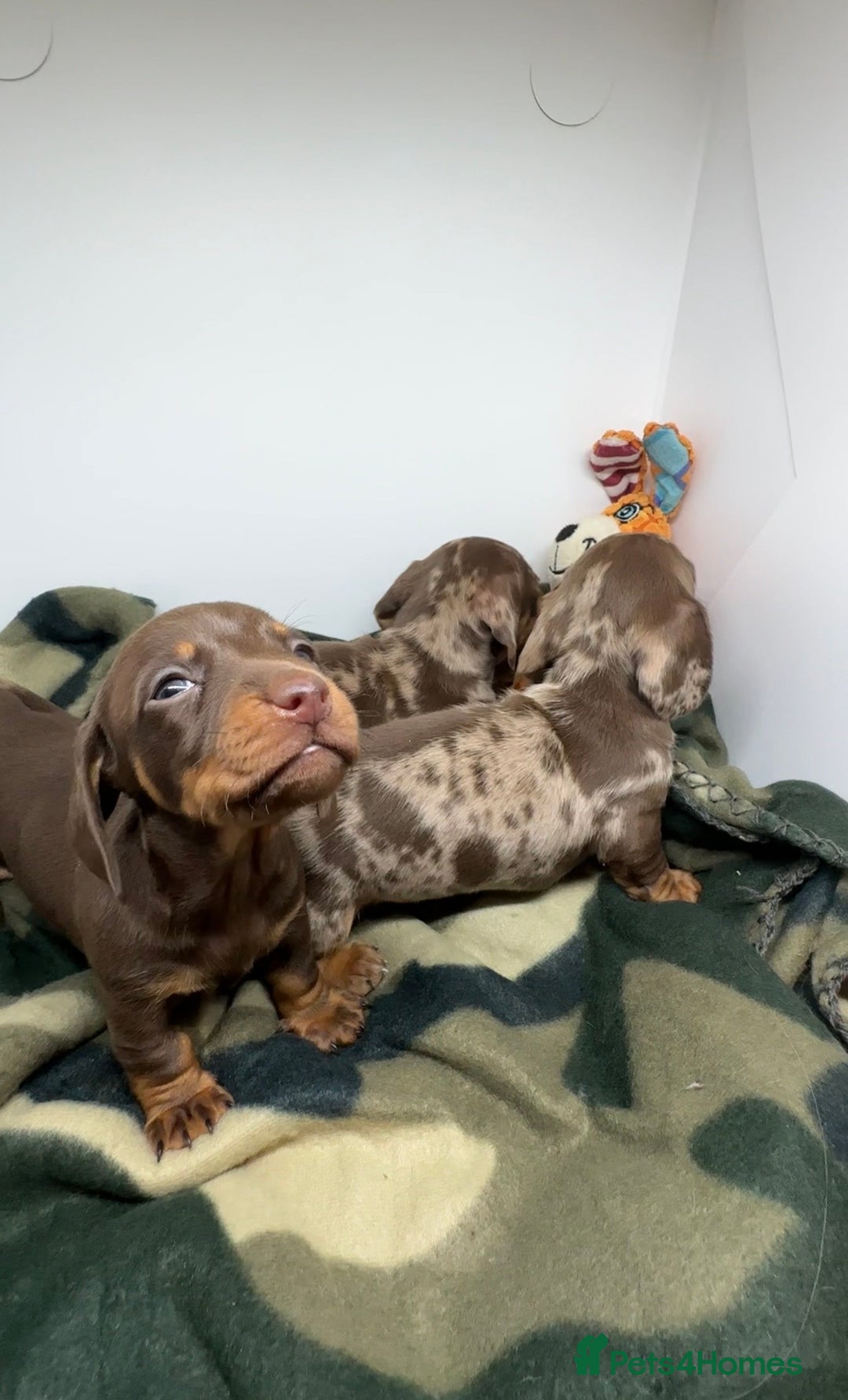 Miniature Dachshund dogs for sale: 3 Champion Line KC Miniature Dachshund Puppies  - Advert 2