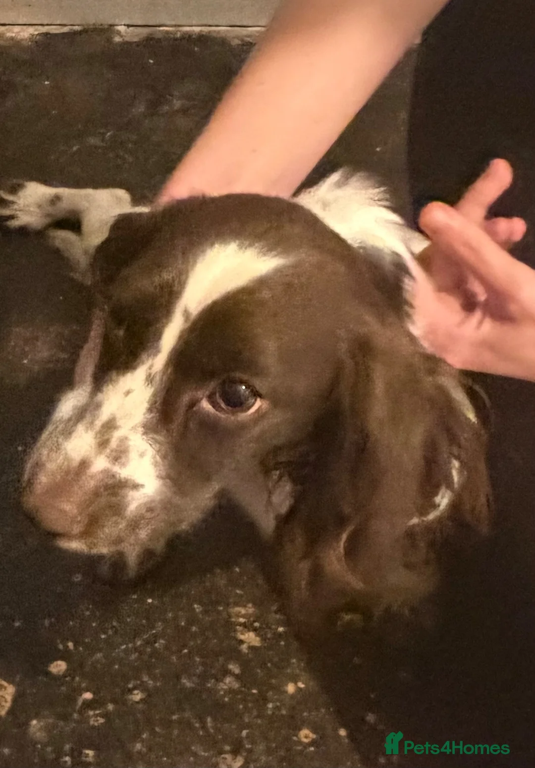 Cocker Spaniel dogs for sale: 6 Beautiful Cocker Spaniel Pups - Advert 13