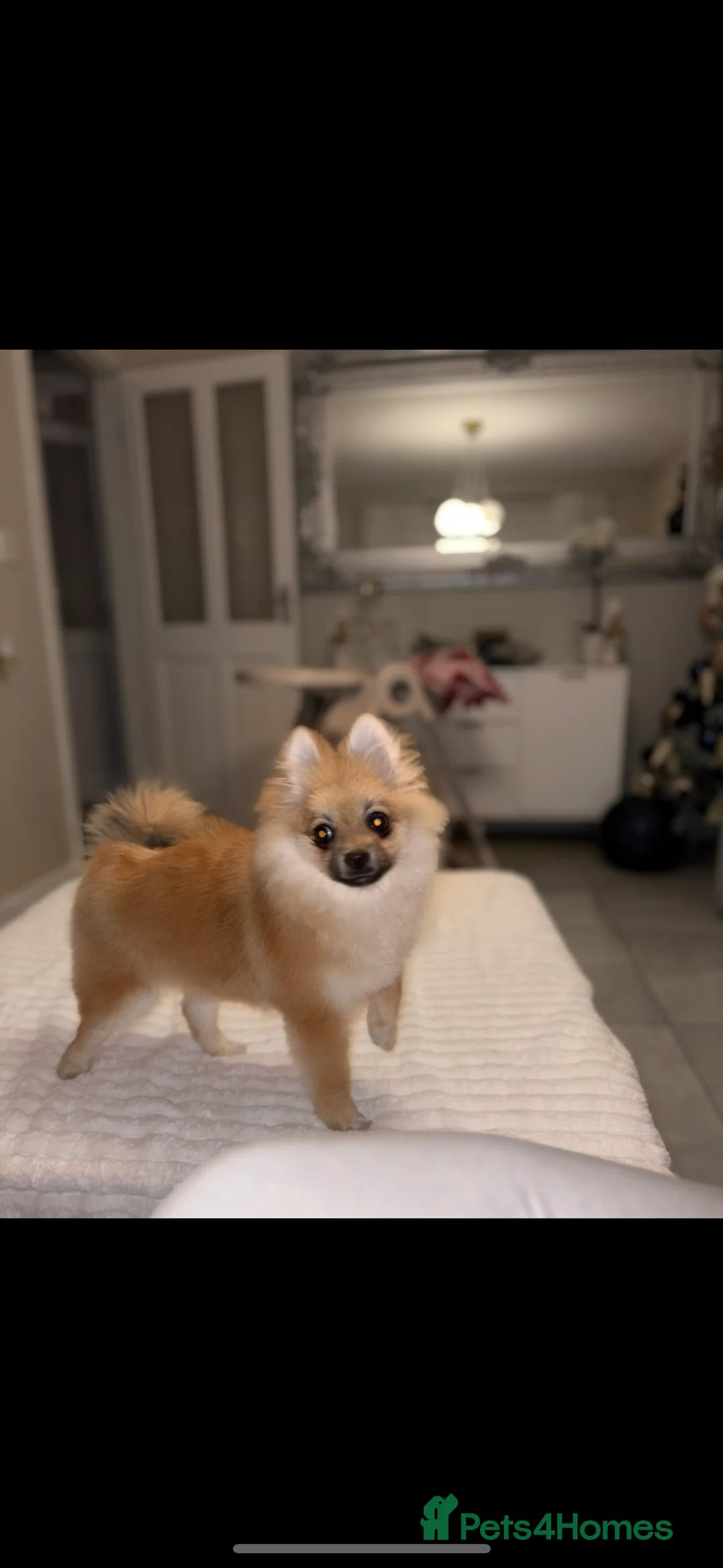 Pomeranian dogs for sale: Lucià - Advert 4