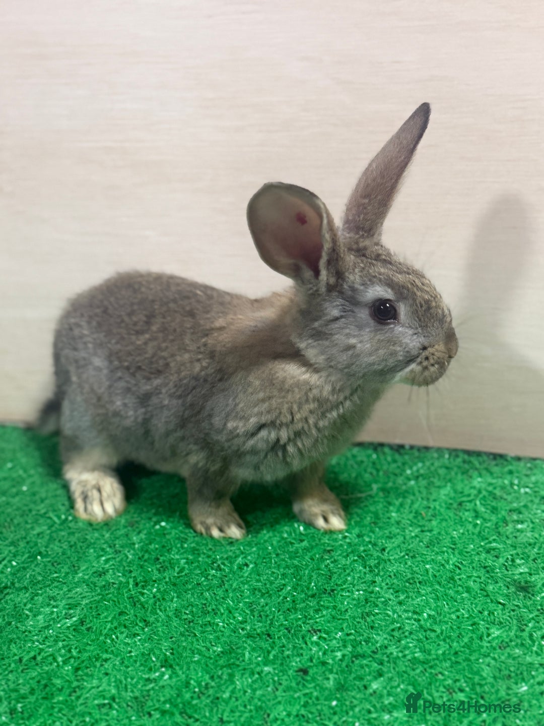 New Zealand rabbits for sale: New Zealand Kits Ready To Leave. Bucks and Does - Advert 4