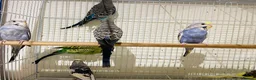 Budgerigars birds for sale: Budgies for sale  - Advert 6