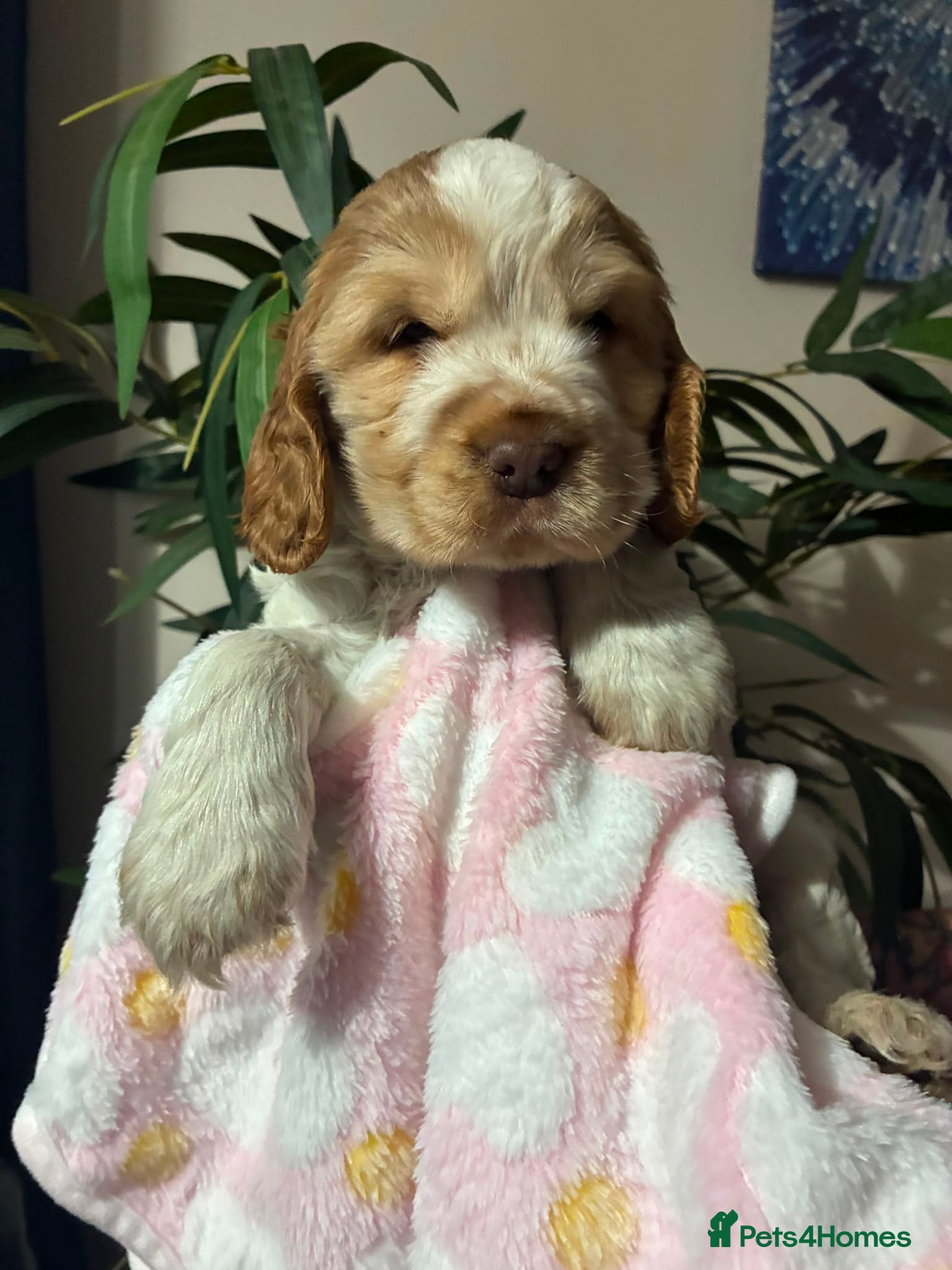 Cocker Spaniel dogs Kc reg show type cockers - Advert 2