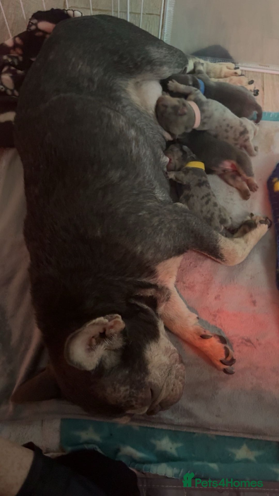 Mixed Breed dogs for sale: French/English bulldogs puppies  - Advert 8