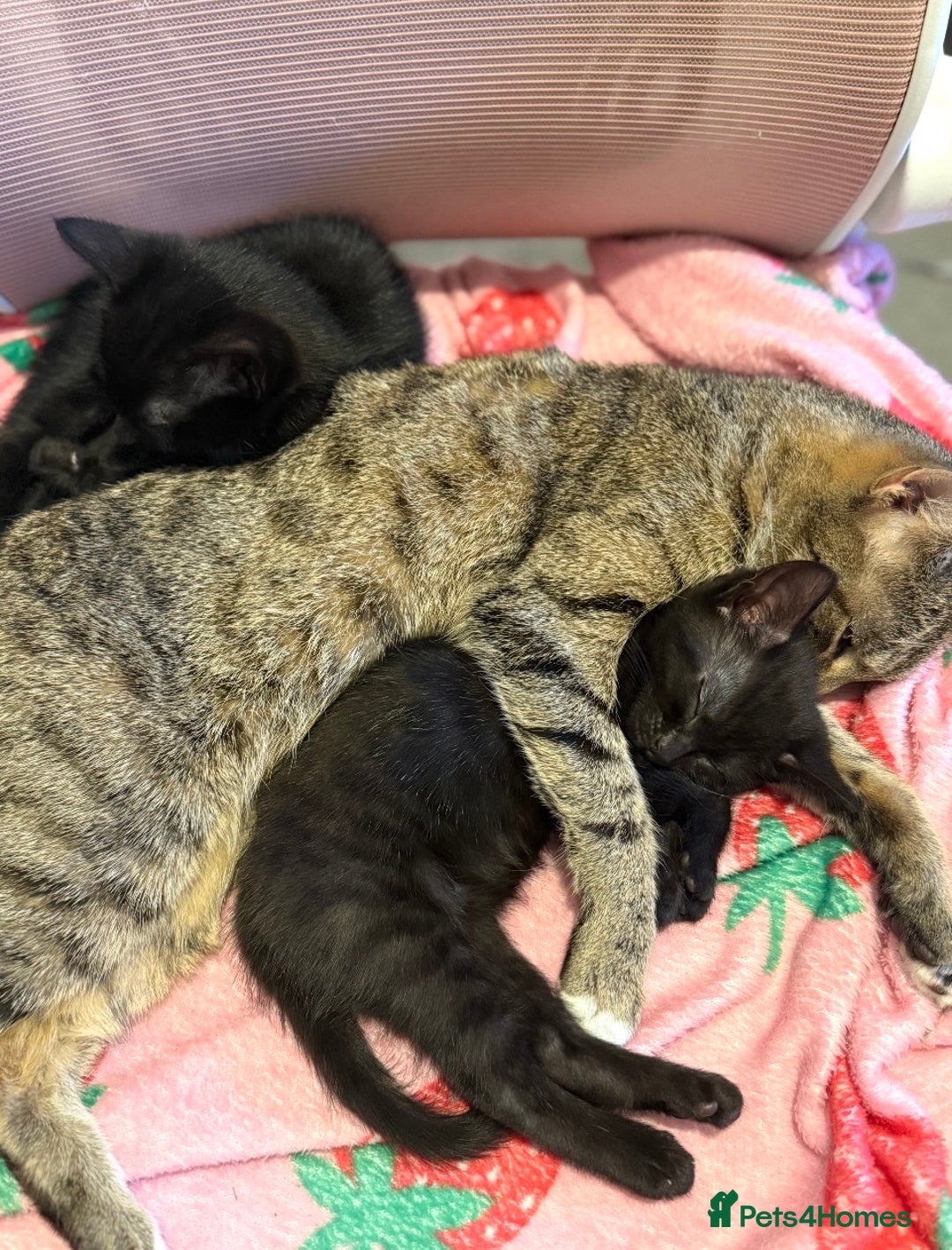 Mixed Breed cats for sale: girl kitten ready to go  - Advert 16