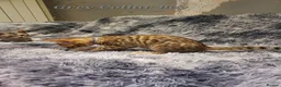 Bengal cats for sale: 🐆🐆Beautiful Pedigree Bengal Kittens🐆🐆  - Advert 7