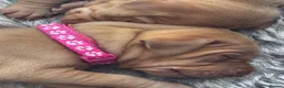 Hungarian Vizsla dogs for sale: Beautiful Vizsla puppies (DOB18/4) 3 girls, 3 boys in Twickenham - Advert 9
