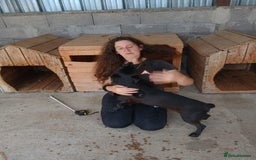 Mixed Breed dogs for adoption: Madison, 2 yrs approx. Available for adoption.. - Image 6