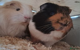 Guinea Pig rodents for sale: Guinea pigs - Image 2