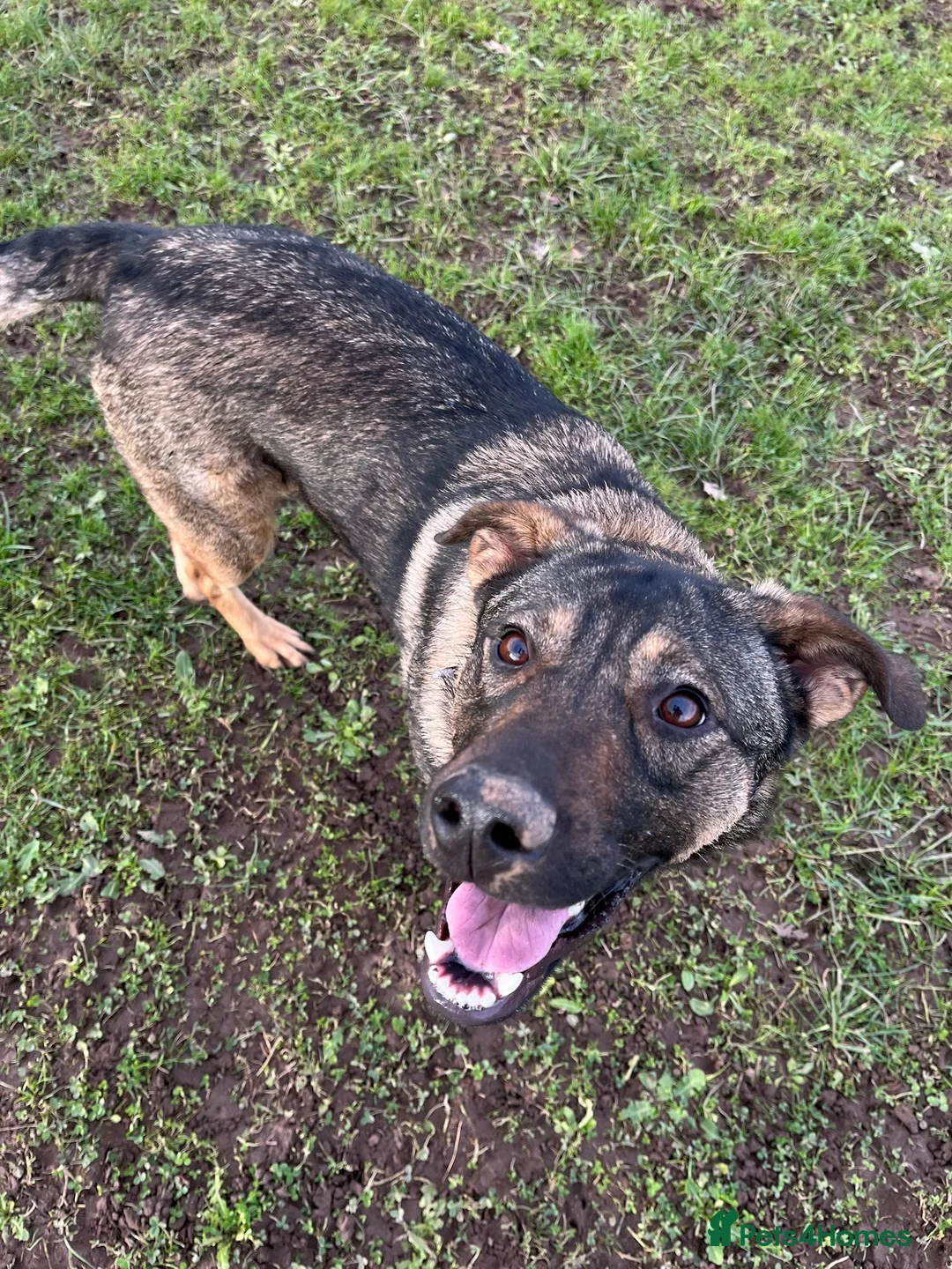 Mixed Breed dogs for adoption: Luna was stood up.... in Kidderminster - Advert 13