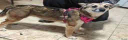 Mixed Breed dogs for adoption: ❤️🐶 ZLATA – GENTLE, THOUGHTFUL in Burton-on-Trent - Advert 21