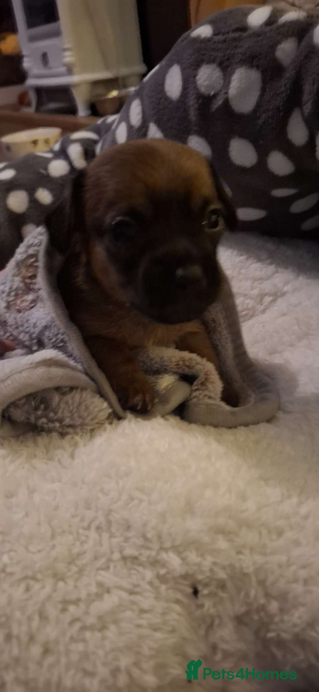 Mixed Breed dogs for sale: Adorable Frenchie Chiweenie Puppies - Advert 10