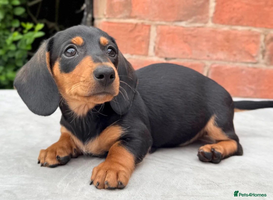 Miniature Dachshund dogs for sale: miniature dachshunds  - Advert 2