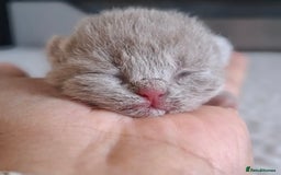 British Shorthair cats for sale: 🩷COMING SOON BUSHTAIL BABIES💙 - Image 8