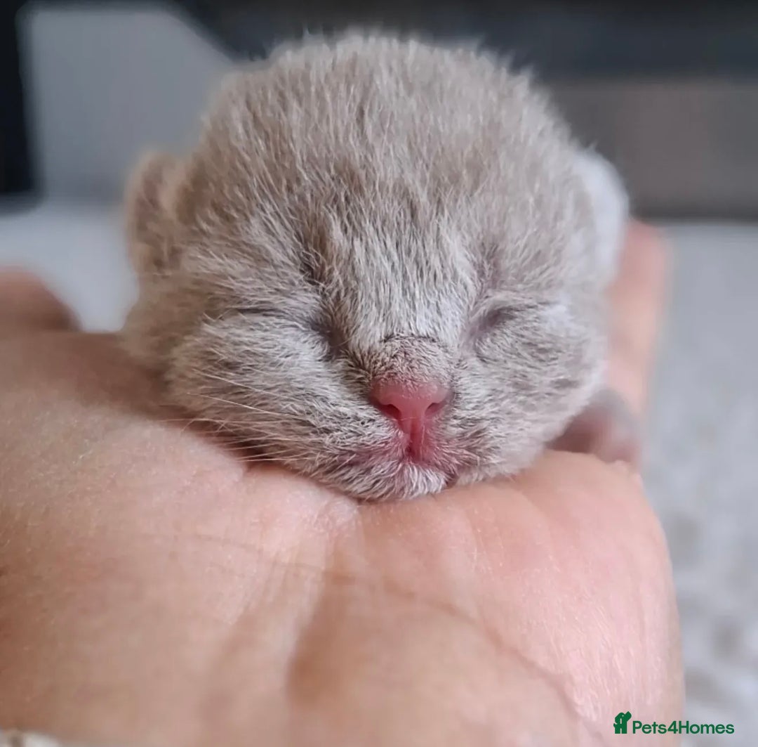 British Shorthair cats for sale: 🩷COMING SOON BUSHTAIL BABIES💙 - Image 8