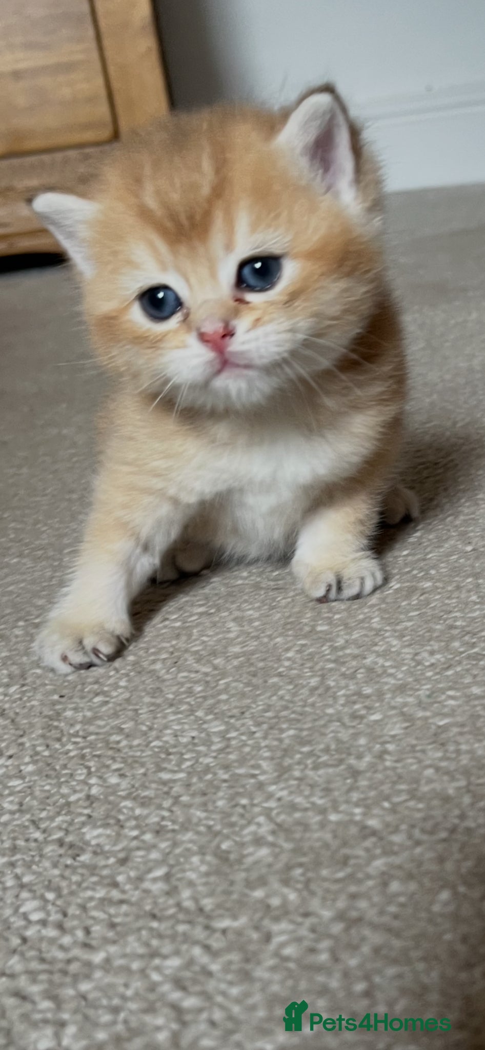 British Shorthair cats Gorgeous NY12 and NS25 GRAND CHAMPION bloodline  - Advert 2