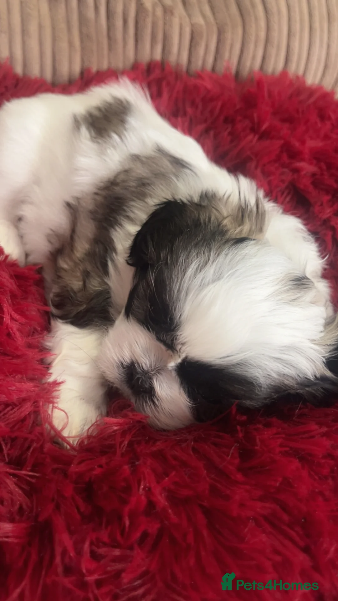 Shih Tzu dogs for sale: Beautiful litter of puppy’s  - Advert 9