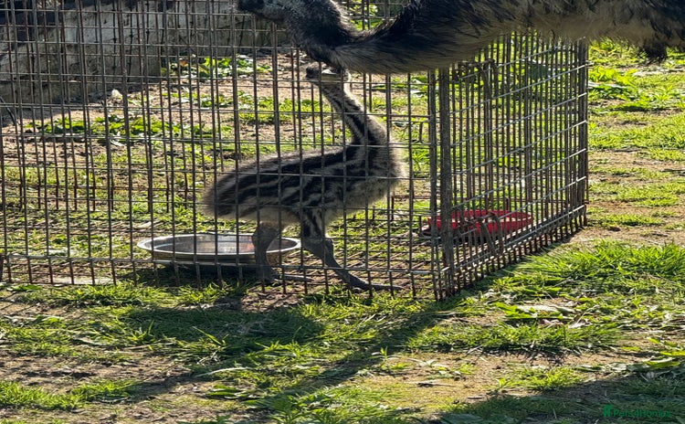 Emus poultry - Advert 1