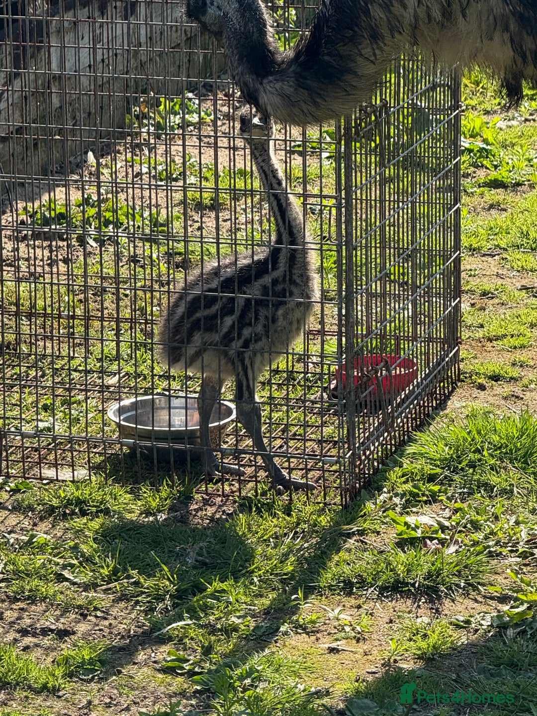 Emus poultry for sale: Silly tame unsexed emu chick - Image 1