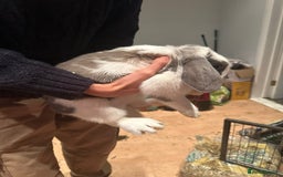 French Lop rabbits for sale: Super Lop Girl ! 🐰 - Advert 5