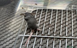 Mouse rodents for sale: Male mice free to a good home  - Image 2