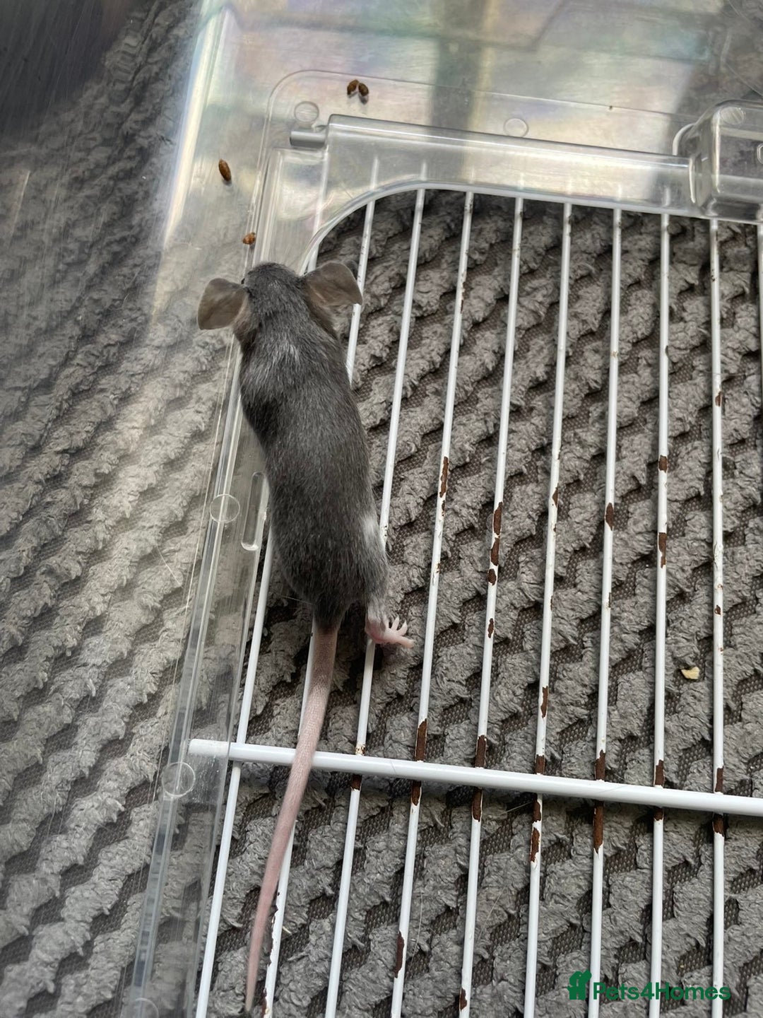 Mouse rodents for sale: Male mice free to a good home  - Image 2