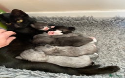 Mixed Breed cats for sale: Beautiful playful kittens  - Image 2