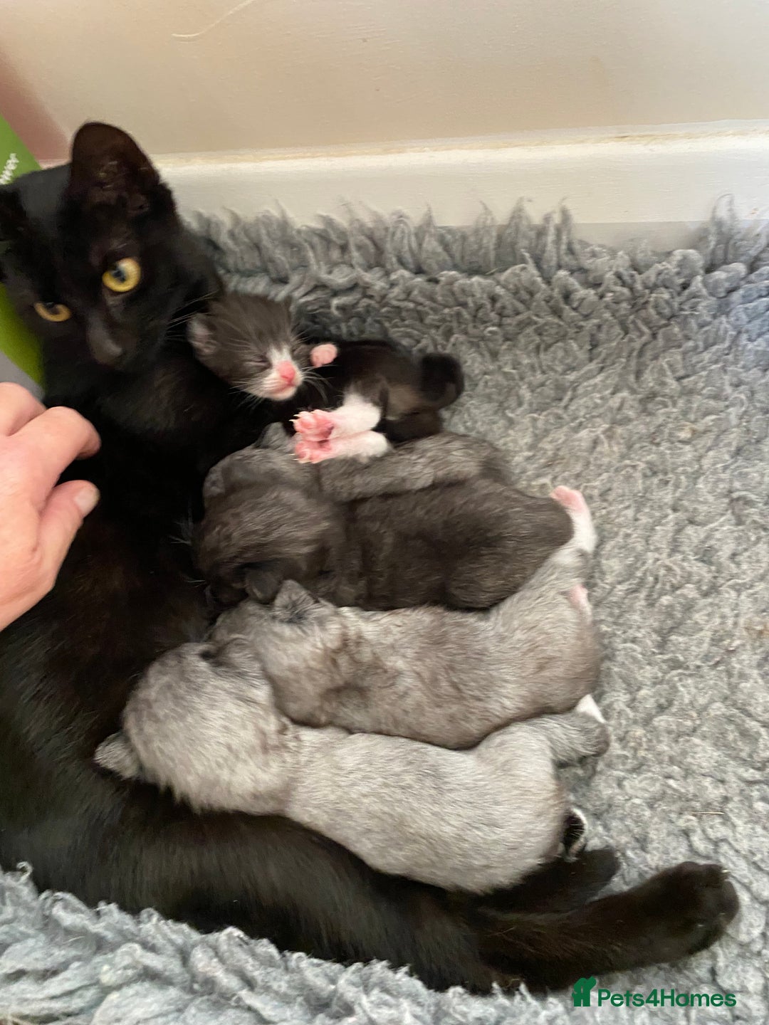 Mixed Breed cats for sale: Beautiful playful kittens  - Image 2